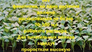 Чем подкормить рассаду перца