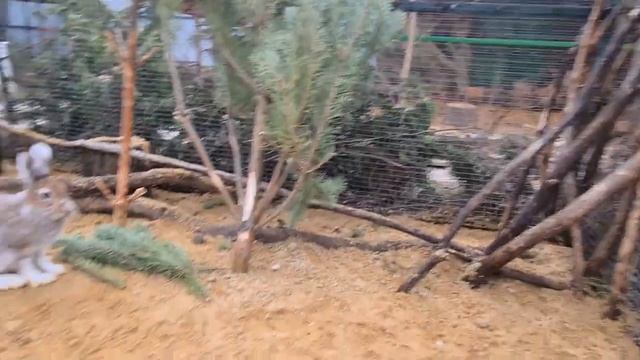 Кнопа и Фрося. Как зайцы эксплуатируют Мазая? смотреть онлайн