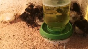 20 июля 2024 птичьих дел мастер 🐤🐣🐥😁✌️