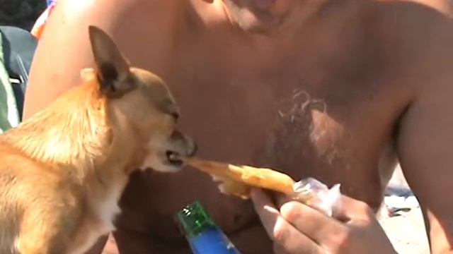 Той терьер Абрикосик кушает чебурек смотреть онлайн