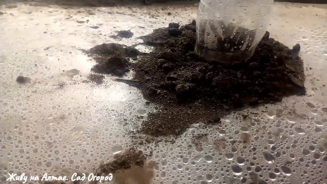 Не перестаю удивляться! Огурцы на плёнке в экстремальных условиях. смотреть онлайн