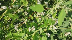 Гречика самоопыляемая не выделяет нектар.Это заблуждение, пчёлы прекрасно посещают её и собирают мёд