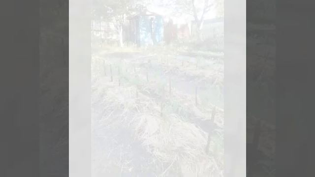 Узкие грядки. Планирование смотреть онлайн