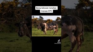 БЕЛЬГИЙСКАЯ БЕЛО ГОЛУБАЯ ПОРОДА КРС МА ША АЛЛАГЬ ??????????