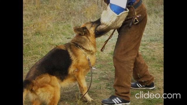 Знакомьтесь это наша любая МИНЧША VA(UA)FCI МИРАНТА НОРДЕН дочка нашего Брассо Рапикар смотреть онлайн