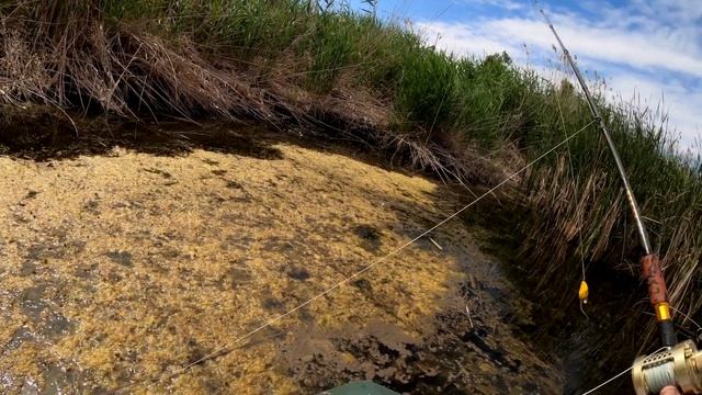 Змееголов, отличная съемка смотреть онлайн