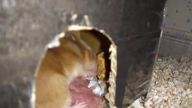 НОВОРОЖДЕННЫЕ ХОМЯКИ. СИРИЙСКАЯ ХОМЯЧИХА МАНДАРИНКА РОДИЛА.