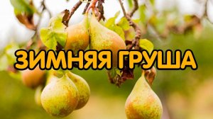 Самые урожайные сорта зимней груши