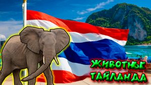 Животные Таиланда