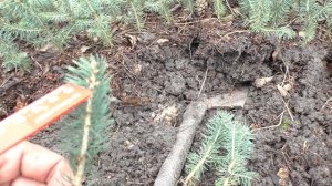 Ель голубая 4 х летка выкопка,как рассадить сеянцы ели голубой.Питомник "Хвойный дворик"