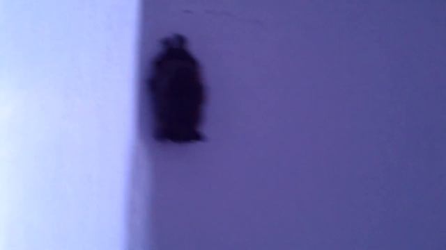 Летучая мышь в подъезде у лифта смотреть онлайн