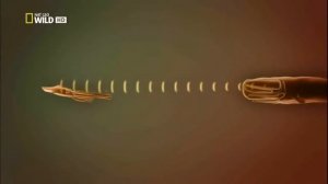 Кашалот Самые опасные животные