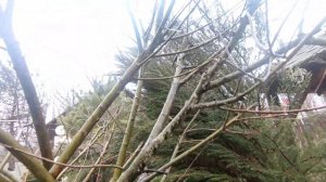 Как сформировать Иву Хакуро-Нишики