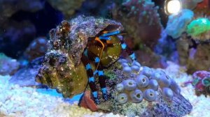 Синелапый рак отшельник