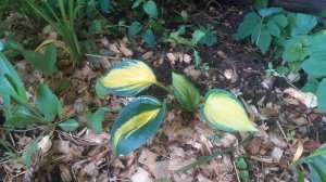 хоста GEORGIA SWEETHEART