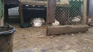 СКОЛЬКО ИНДОУТКА МОЖЕТ СНЕСТИ ЯИЦ?///ВАЖНЫЙ СОВЕТ ПТИЦЕВОДАМ!!///