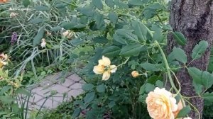 #роза  Голден Селебрейшн