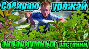 Акватеплица в конце лета! [СБОР ОГРОМНОГО УРОЖАЯ АКВАРИУМНЫХ РАСТЕНИЙ!]