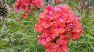 Phlox paniculata 'Starfire'