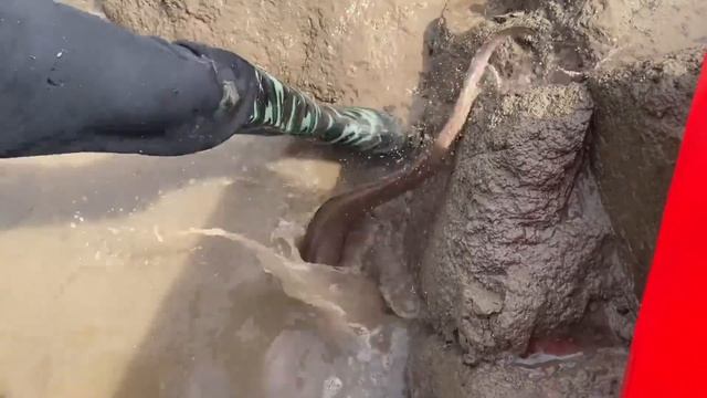 【合集】下老本用雙胞胎石斑魚打窩，抽完水坑都是驚喜，五彩斑斕魚還有大鰻魚 смотреть онлайн