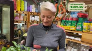 Папоротник микросорум разнолистный. Чудесное неприхотливое растение с разными листьями