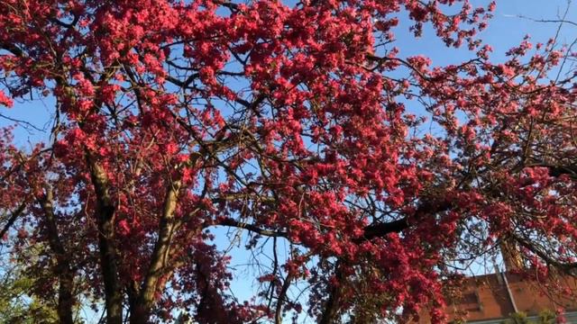 Весна во Вроцлаве. Карантин заканчивается | Spring in Wroclaw. Quarantine ends смотреть онлайн
