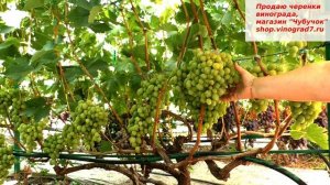 Виноград Ланселот- осенняя сказка, крупные грозди по 2 кг и замечательный вкус осенних ягод....