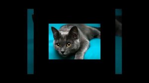 корат (кошка)