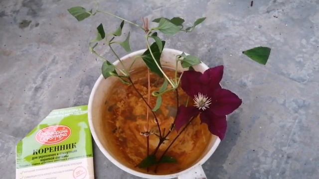 Как размножать клематис. #моишестьсоток#хештег