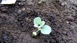 Высаживаем капусту Мегатон, Зимовка и Золотой гектар и готовим грунт под посадку