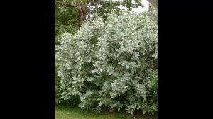 #Ива2 Лиственные #растения5 Декоративные растения