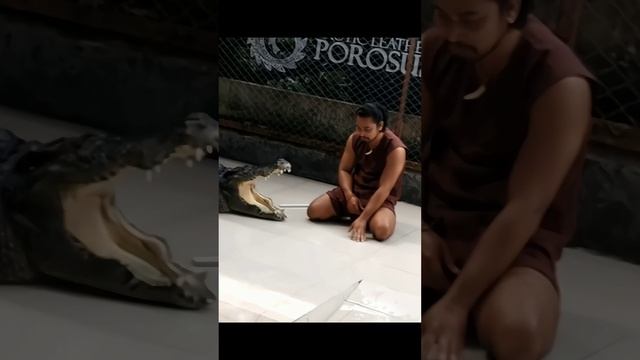 Опасная игра с крокодилом
#shorts #тайланд #крокодил #треш #путешествие