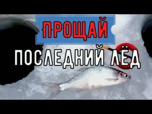 Уклейка по последнему льду на мормышку . На чем ловить уклейку.