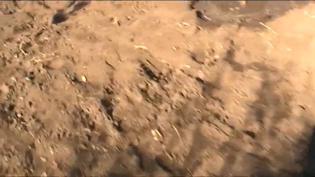 Посадка саженцев деревьев ,районированных в РОСТОВСКОЙ ОБЛАСТИ.