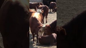 Откорм калмыцких бычков на мясо в Дагестане #фермер #откормбычков #shots #дагестан #бычки #быки