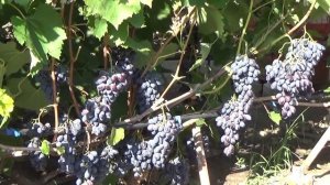 КАКОЙ ВИНОГРАД ПОСАДИТЬ НА ДАЧЕ?
