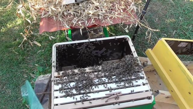 Рой который снят по вызову.Перезаселение в улей. Или не все старые приёмы работают! смотреть онлайн