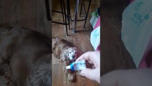 Подскажите что делать!?Проблема с глазами (английский коккер спаниель)