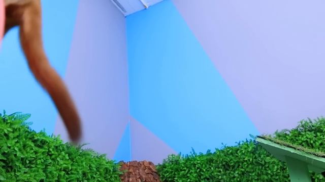 Строим дом - лабиринт для летающих белок! Мы приютили животных смотреть онлайн