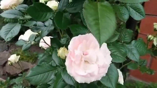 Розы: Шнеевальцер, Эден Роуз! смотреть онлайн