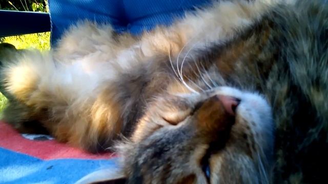 летний отпуск на даче: цветная кошка спит в очень неудобной позе. снимает камера Lenovo смотреть онлайн