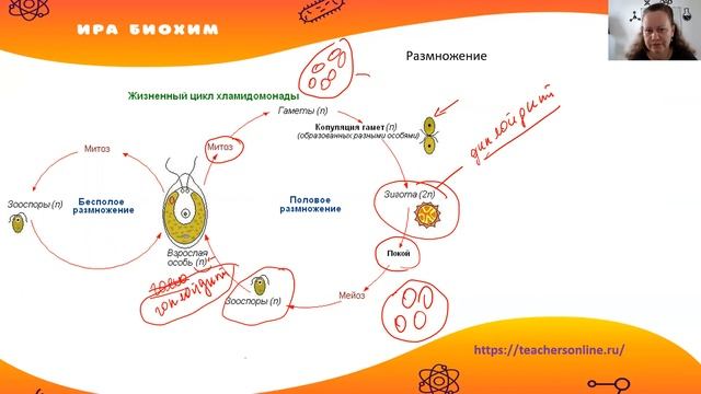 Водоросли. Строение водорослей. Размножение и применение. смотреть онлайн