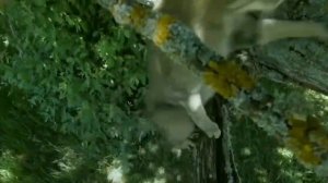 Животные Сихотэ-Алинского заповедника