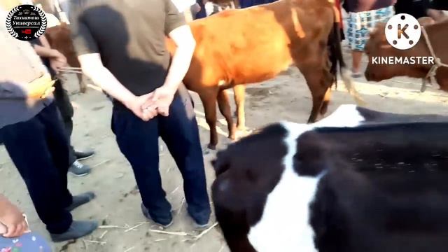 🐂МАЛ БАЗАР🐐Скотный рынок#каракалпакистан#тахиаташ#базар#рынок#нукус#быки#өгиз#корова#жем#шөп#скотин смотреть онлайн