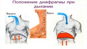 Застой лимфы, отечное лицо, лестничные и малая грудная мышцы