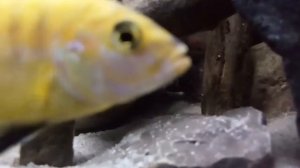 агамикс звездчатый