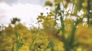 Нубийские козы путешественницы 🌿
