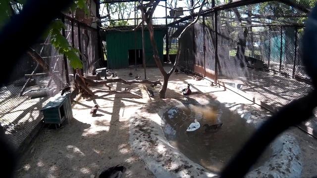 Птицы в зоопарке семейства пастушковых и утиных - в одной клетке смотреть онлайн