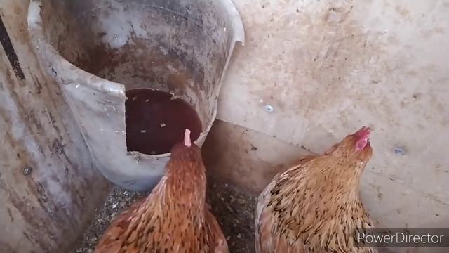 что я даю курам для крепкой скорлупы и крупного яйца! яйценоскость кур в домашних условиях