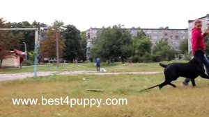 Дрессировка кане корсо Особенности породы и воспитания Часть 2